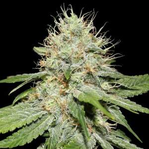 Spliff Seeds Sweet n Sour Indoor 5 Stk feminisiert