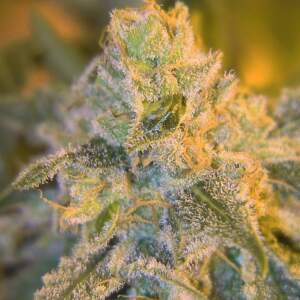 Spliff Seeds Sweet n Sour Outdoor 5 Stk feminisiert