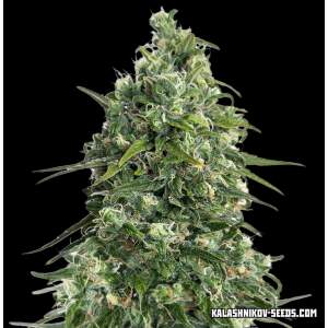 Kalashnikov Seeds Partizan Express 10 pcs feminised