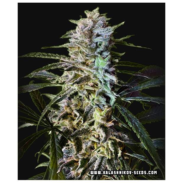 Kalashnikov Seeds Amur Gelato Auto 3 pcs feminised