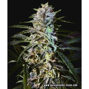Kalashnikov Seeds Amur Gelato Auto 3 pcs feminised