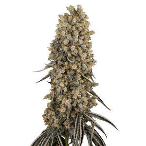 Sensi Seeds Atomic Blue Dream