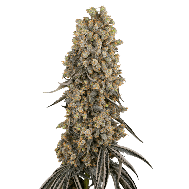 Sensi Seeds Atomic Blue Dream 5 Stk feminisiert