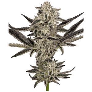 Sensi Seeds Research Purple Pickle Auto