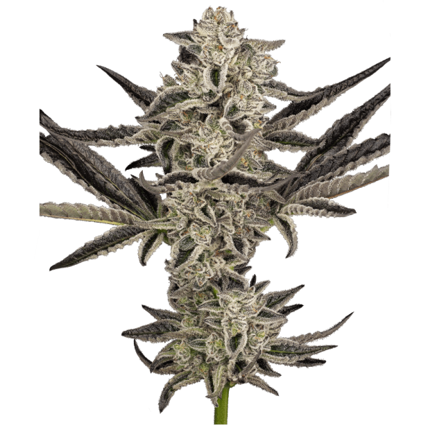 Sensi Seeds Research Purple Pickle Auto 5 Stk feminisiert