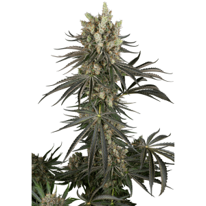 Sensi Seeds Research Slam Dank