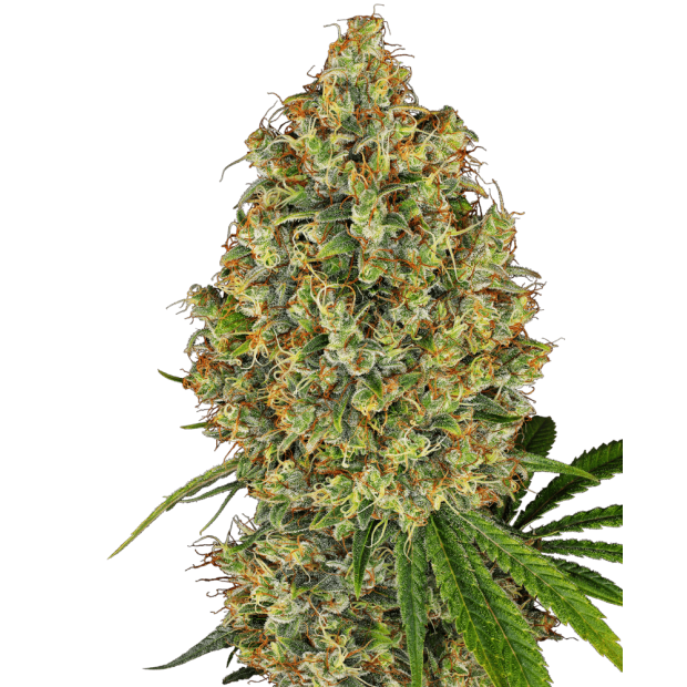 White Label AK 420
