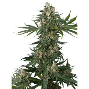White Label Fallout OG