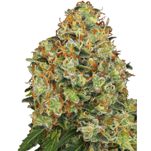 White Label Sweet Tangerine Tango Auto