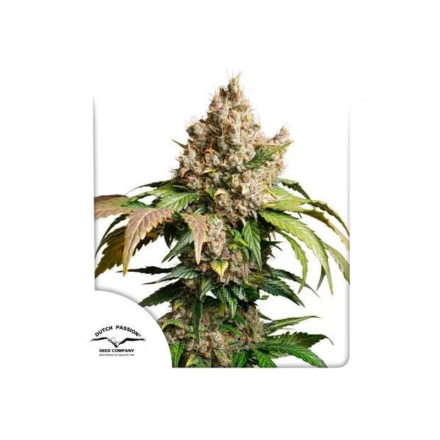 Dutch Passion Auto Red Tropicana Cookies