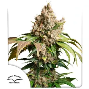 Dutch Passion Auto Red Tropicana Cookies