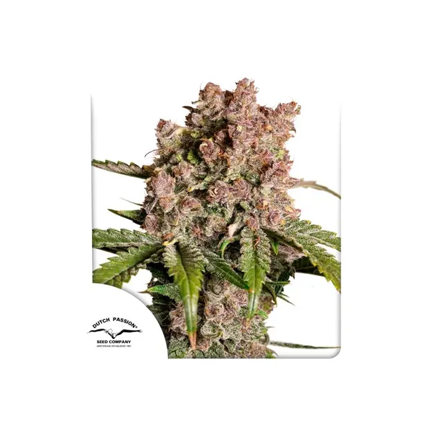 Dutch Passion Auto Strawberry Soda