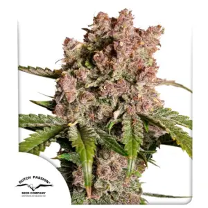 Dutch Passion Auto Strawberry Soda