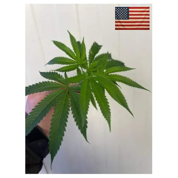 Fizzy Bubblegum Hanfsteckling / 1522 Genetics Cut in Jiffy Coco Plug