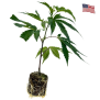 Ice Cream Cake  / Seedjunky Cut Cannabis Clone