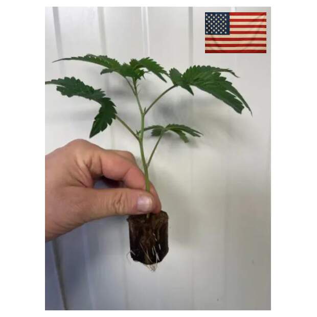 Fizzy Bubblegum  / 1522 Genetics Cut Cannabis Clone