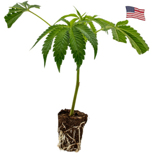 Fizzy Bubblegum  / 1522 Genetics Cut Cannabis Clone