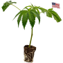 Fizzy Bubblegum  / 1522 Genetics Cut Cannabis Clone