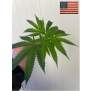 Fizzy Bubblegum  / 1522 Genetics Cut Cannabis Clone