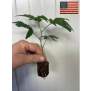 Fizzy Bubblegum  / 1522 Genetics Cut Cannabis Clone