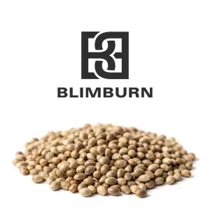 Blimburn Seeds Purple Haze Bulk 1 Stk feminisiert