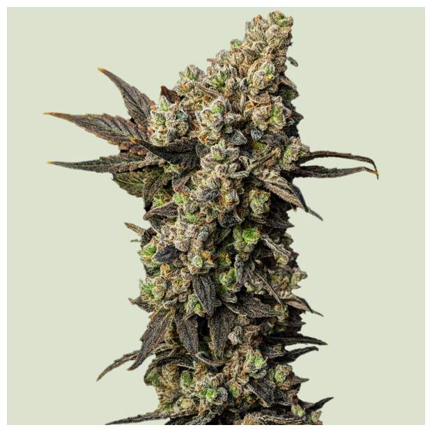 Royal Queen Seeds Astro Lemonade F1