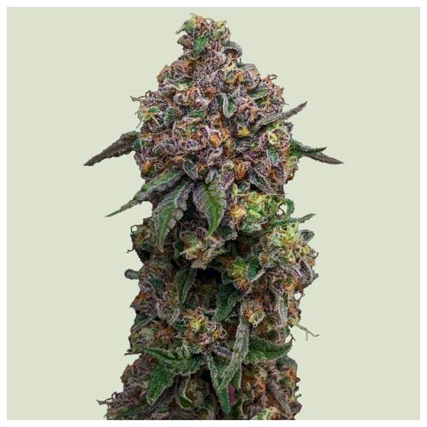 Royal Queen Seeds Cosmic Cheddar F1