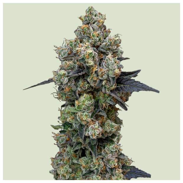 Royal Queen Seeds Orbital Banana F1 10 Stk feminisiert