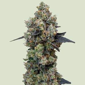 Royal Queen Seeds Orbital Banana F1 10 Stk feminisiert