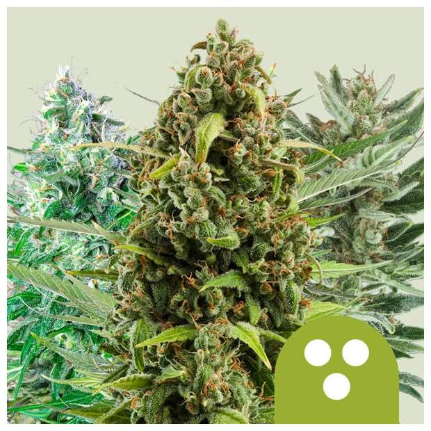 Royal Queen Seeds Autoflowering Mix 5 Stk feminisiert