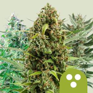 Royal Queen Seeds Autoflowering Mix 5 Stk feminisiert