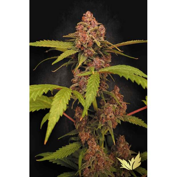 Paradise Seeds Banana Purple Auto