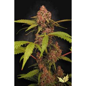 Paradise Seeds Banana Purple Auto