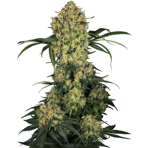 Sensi Seeds Research Aloha OG 10 Stk feminisiert Abverkauf