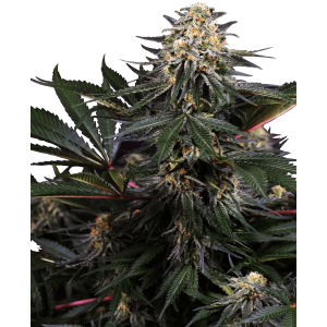 Sensi Seeds Research Lockdown Kush 10 Stk feminisiert...