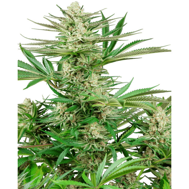 Sensi Seeds Research Malibu OG Gold 5 Stk feminisiert Abverkauf