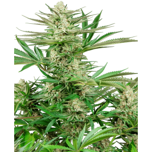 Sensi Seeds Research Malibu OG Gold 5 Stk feminisiert...