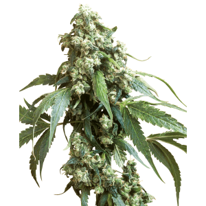 Sensi Seeds Jack Flash 10 Stk regular Abverkauf