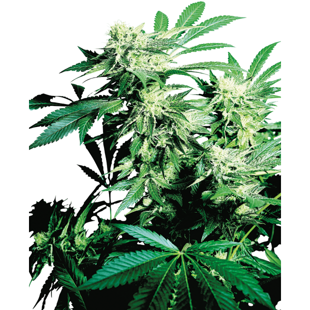 Sensi Seeds Skunk Kush 10 Stk regular Abverkauf