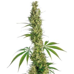 Sensi Seeds Eagle Bill 10 Stk regular Abverkauf