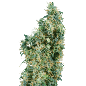 Sensi Seeds First Lady 10 Stk regular Abverkauf