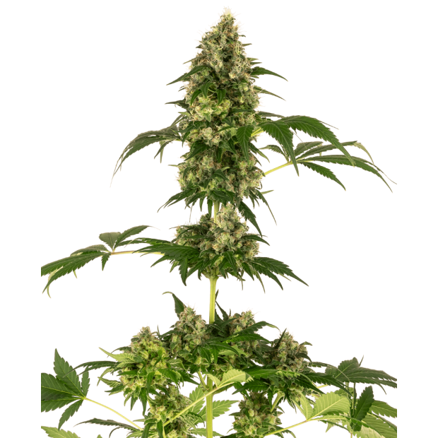Sensi Seeds Cobalt Haze (Sensi #11) 5 Stk feminisiert Abverkauf