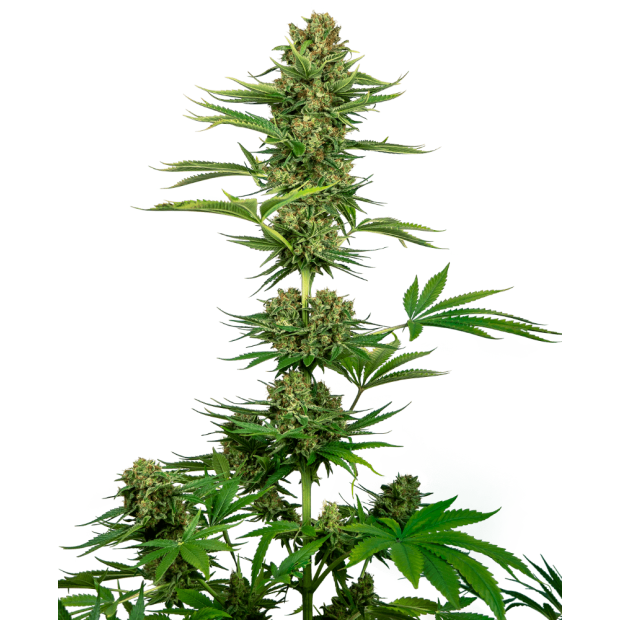 Sensi Seeds Satin Black Domina CBD 5 Stk feminisiert Abverkauf