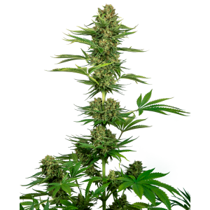 Sensi Seeds Satin Black Domina CBD 5 Stk feminisiert...