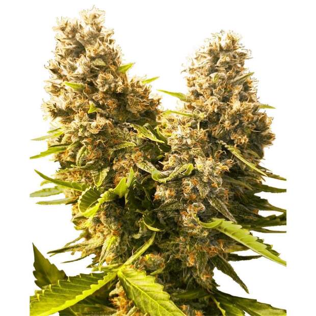 Sensi Seeds Banana Kush Cake Auto 5 Stk feminisiert Abverkauf