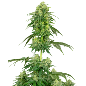 White Label Strawberry Kush 5 Stk feminisiert Abverkauf
