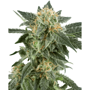 White Label Snow Ryder Auto 3 Stk feminisiert Abverkauf