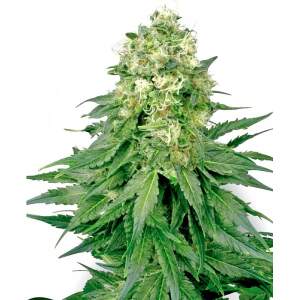 White Label White Widow 3 Stk feminisiert Abverkauf