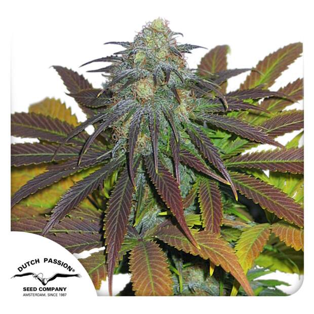 Dutch Passion Californian Orange 10 Stk feminisiert Abverkauf