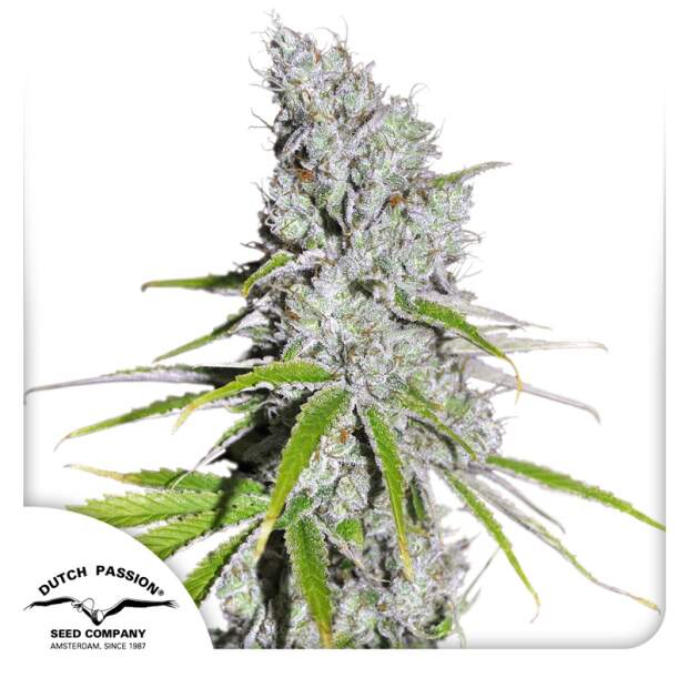 Dutch Passion CBD Skunk Haze 10 Stk feminisiert Abverkauf